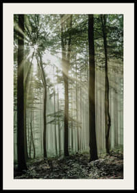 Photographie de rayons de soleil à travers des arbres à feuilles caduques dans une forêt verte-2