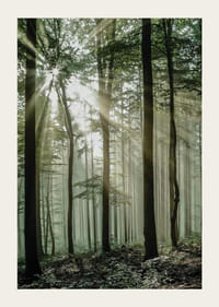 Photographie de rayons de soleil à travers des arbres à feuilles caduques dans une forêt verte-3