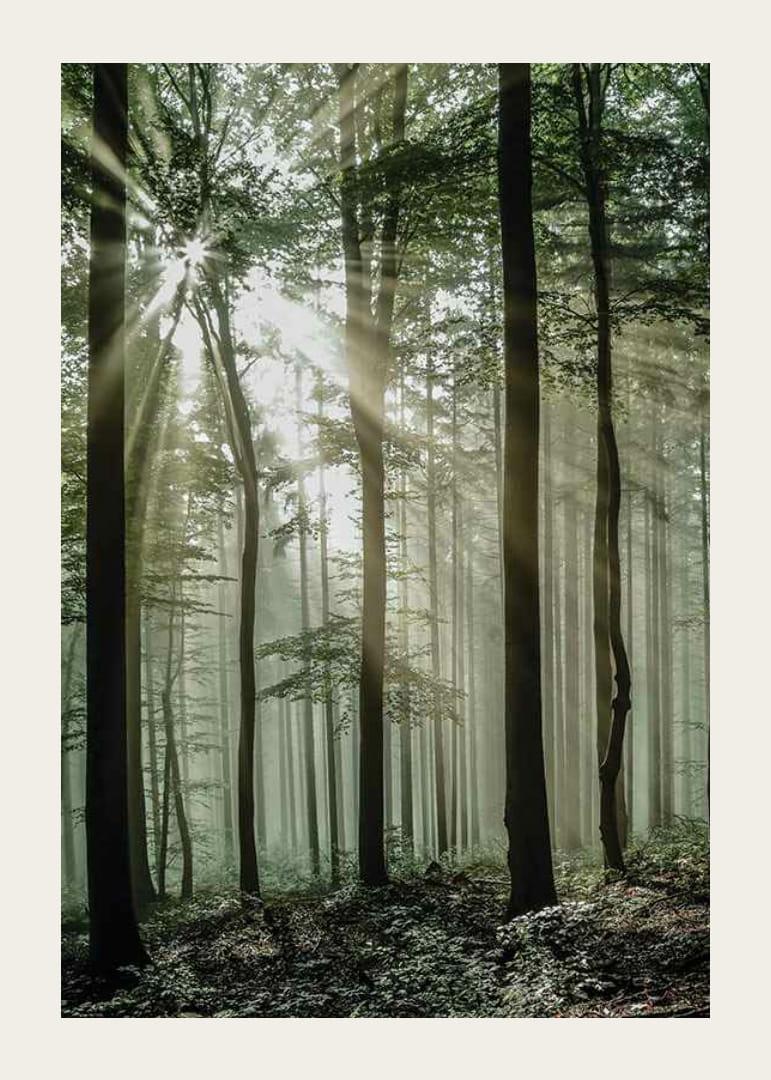 Photographie de rayons de soleil à travers des arbres à feuilles caduques dans une forêt verte-12