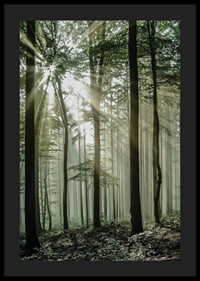 Photograph of sun rays through deciduous trees in green forest-4