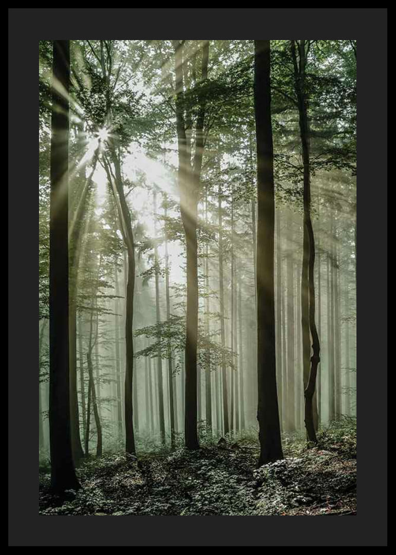 Photographie de rayons de soleil à travers des arbres à feuilles caduques dans une forêt verte-12
