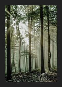 Photograph of sun rays through deciduous trees in green forest-5