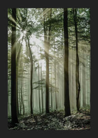 Photographie de rayons de soleil à travers des arbres à feuilles caduques dans une forêt verte-5