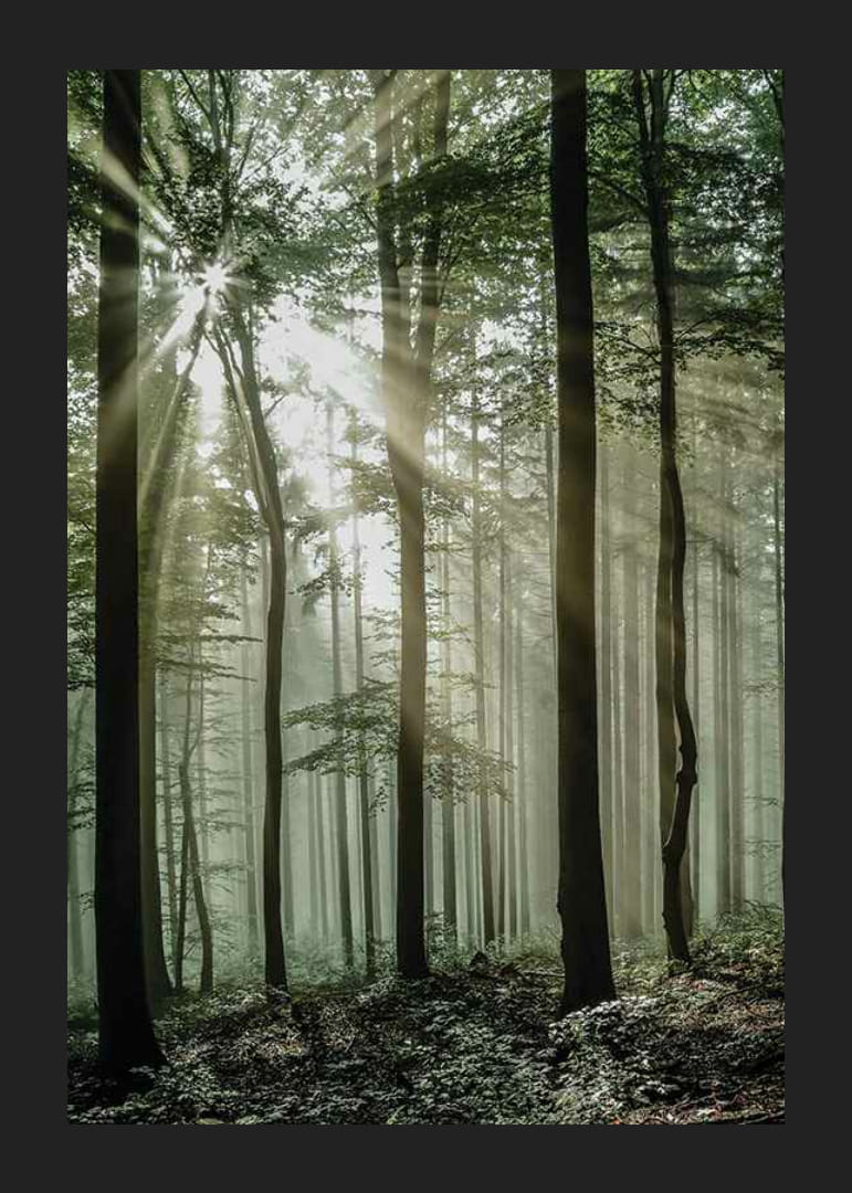 Photographie de rayons de soleil à travers des arbres à feuilles caduques dans une forêt verte-12