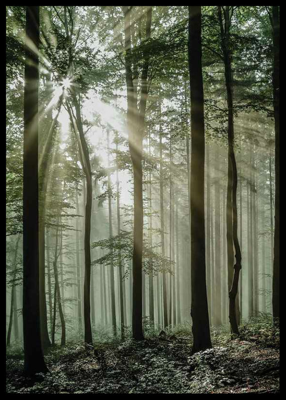 Photograph of sun rays through deciduous trees in green forest-12
