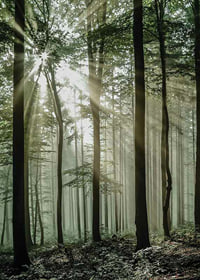 Photograph of sun rays through deciduous trees in green forest-7