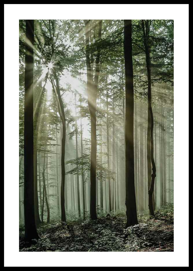 Photograph of sun rays through deciduous trees in green forest-12
