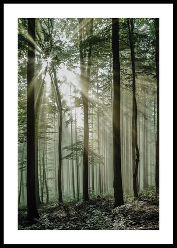 Poster Light Through Trees