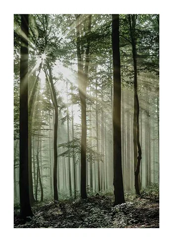 Poster Light Through Trees
