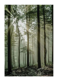 Light Through Trees-1