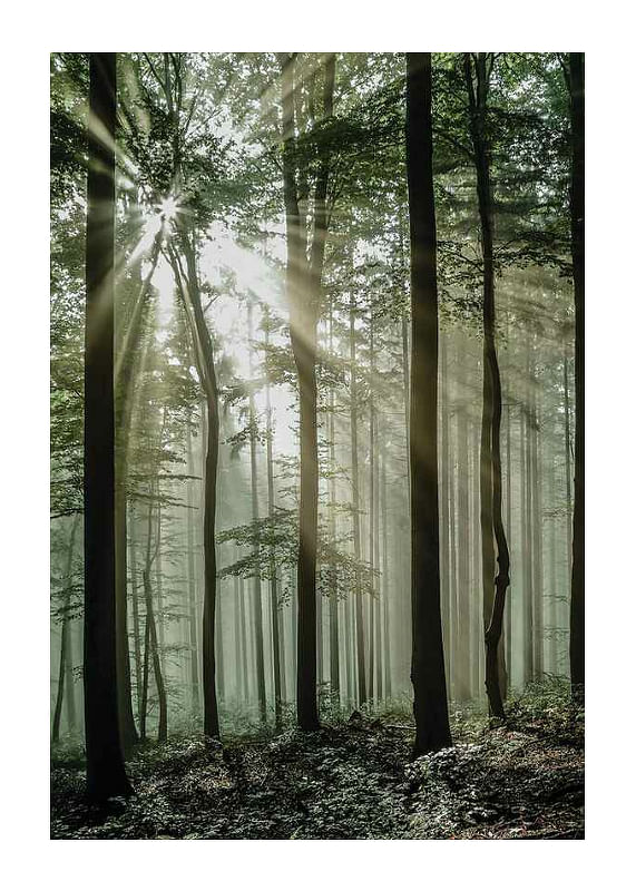 Light Through Trees-12