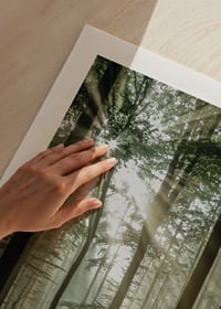 Photograph of sun rays through deciduous trees in green forest-9