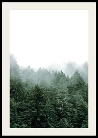 Photograph of spruce forest shrouded in fog against bright sky-2