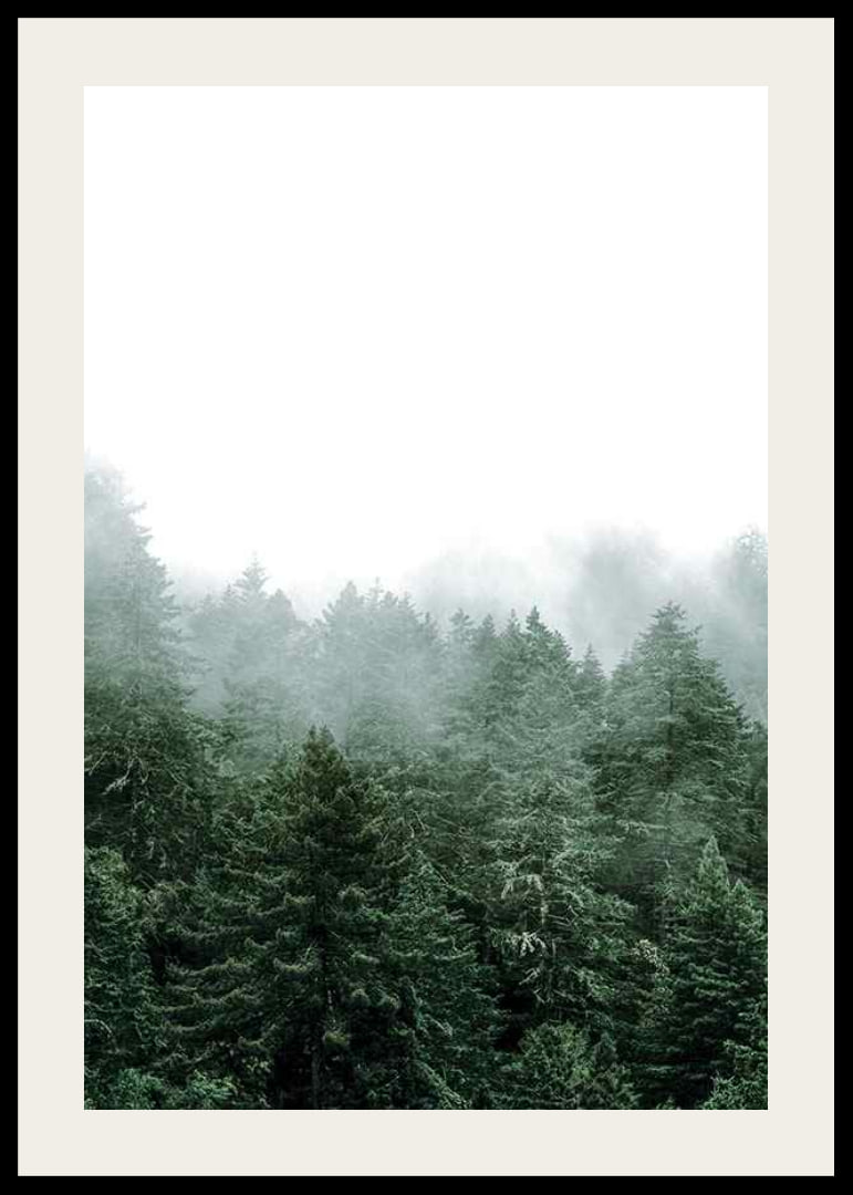 Photograph of spruce forest shrouded in fog against bright sky-12