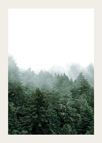Photograph of spruce forest shrouded in fog against bright sky-3