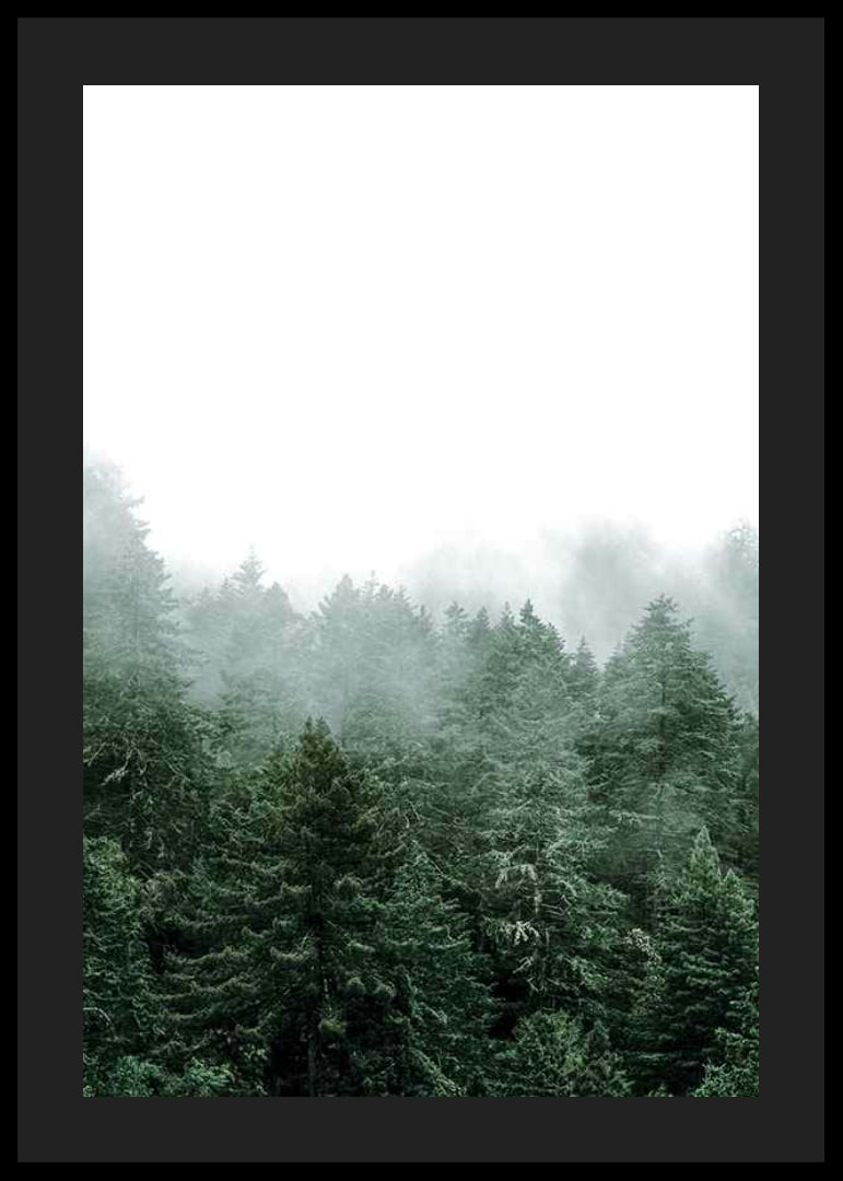 Photograph of spruce forest shrouded in fog against bright sky-12