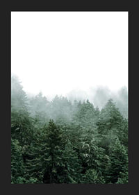 Photograph of spruce forest shrouded in fog against bright sky-5