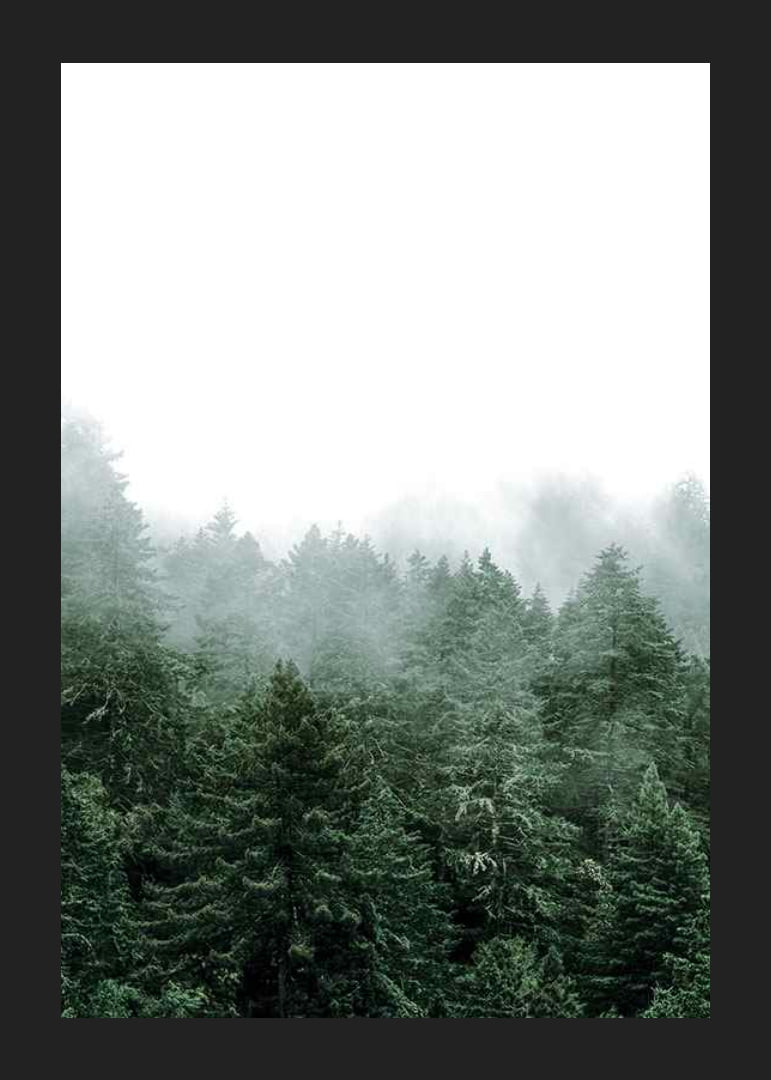 Photograph of spruce forest shrouded in fog against bright sky-12