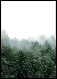 Photograph of spruce forest shrouded in fog against bright sky-6