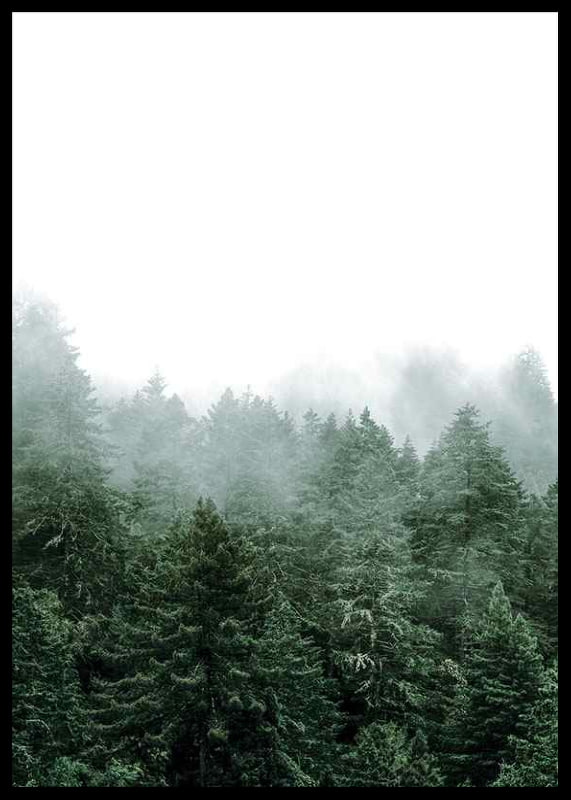 Photograph of spruce forest shrouded in fog against bright sky-12