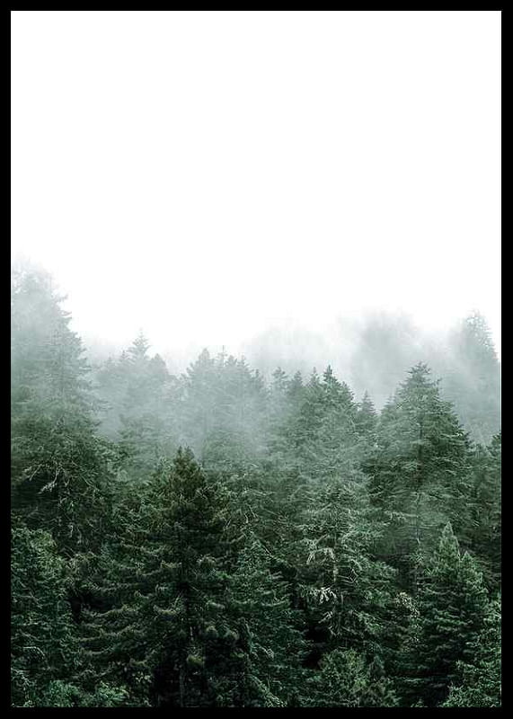 Misty Forest-12