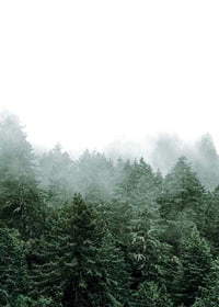 Photograph of spruce forest shrouded in fog against bright sky-7