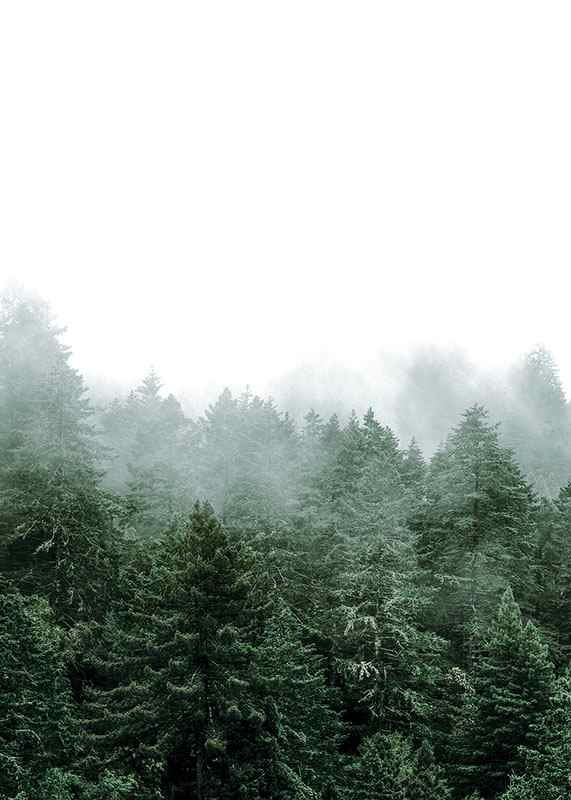 Photograph of spruce forest shrouded in fog against bright sky-12