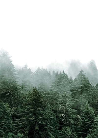 Misty Forest-3
