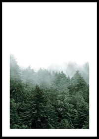 Photograph of spruce forest shrouded in fog against bright sky-0
