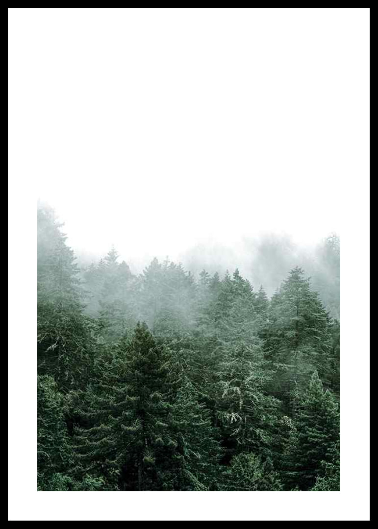 Photograph of spruce forest shrouded in fog against bright sky-12