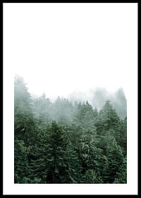 Misty Forest-0