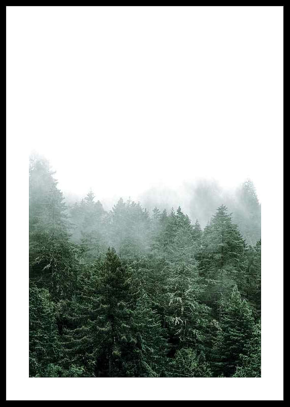 Misty Forest-12