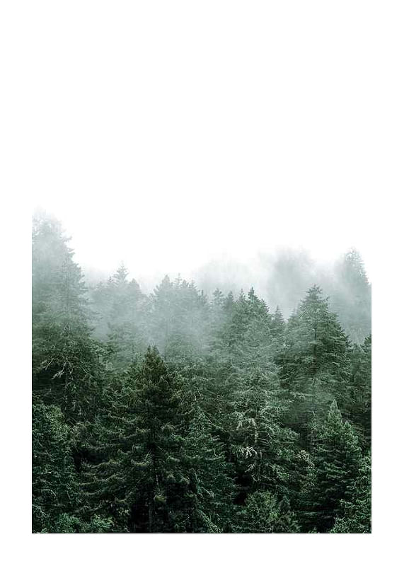 Plagát Misty Forest