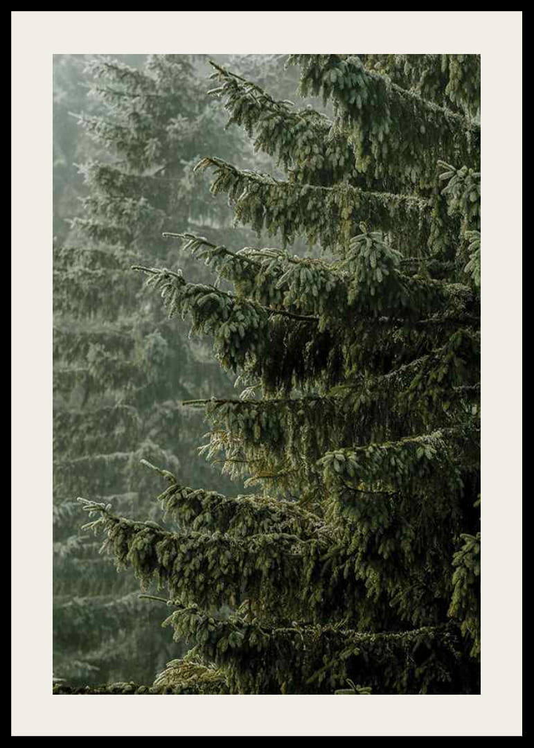 Photographic close-up of dense spruce branches in foggy forest-12