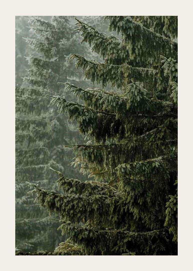 Photographic close-up of dense spruce branches in foggy forest-12