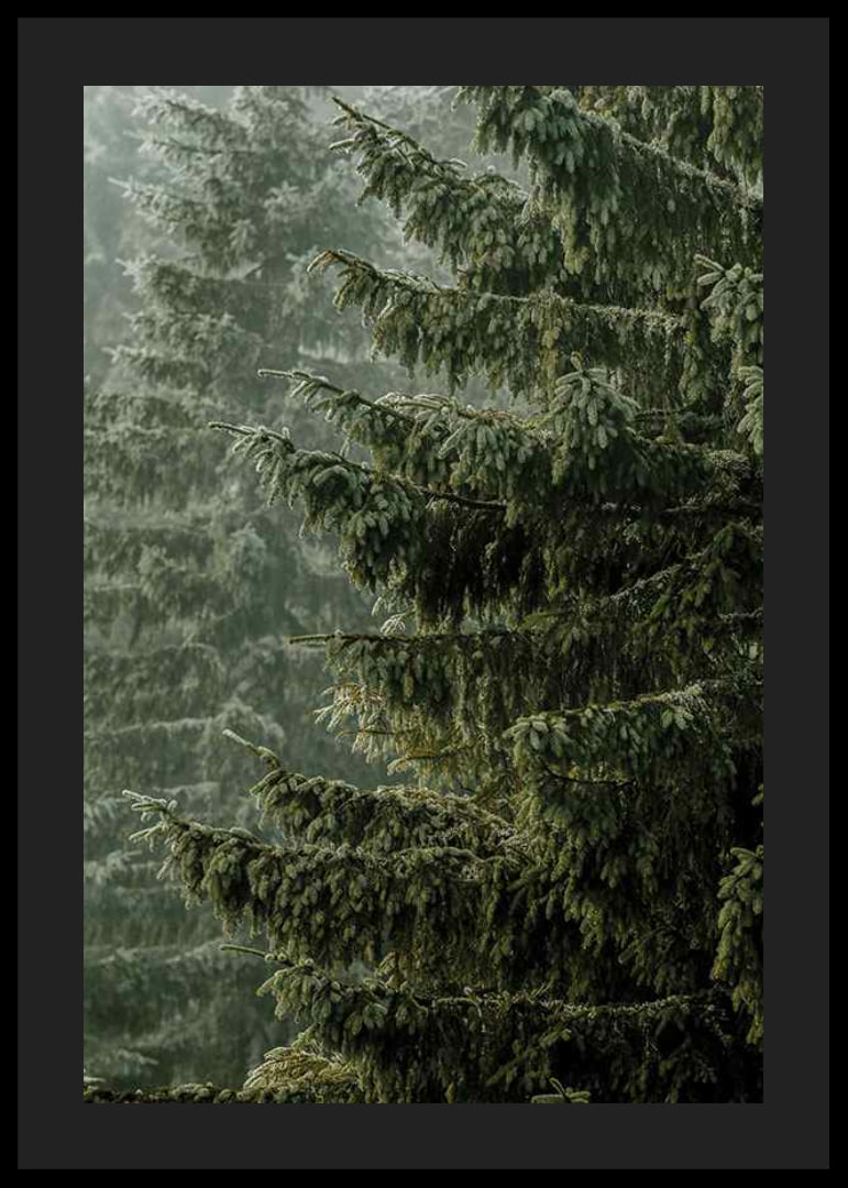 Photographic close-up of dense spruce branches in foggy forest-12