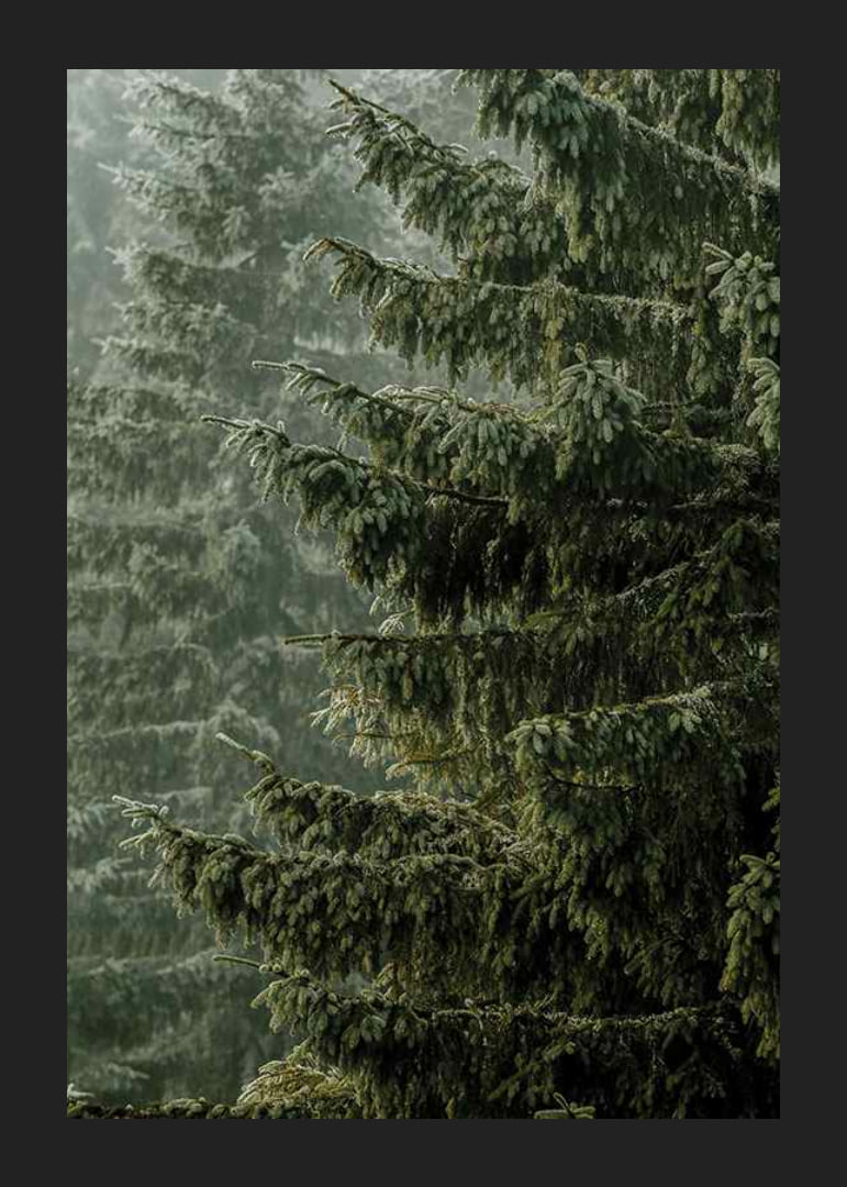 Photographic close-up of dense spruce branches in foggy forest-12