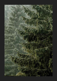 Photographic close-up of dense spruce branches in foggy forest-5