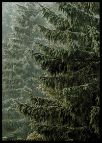 Photographic close-up of dense spruce branches in foggy forest-6