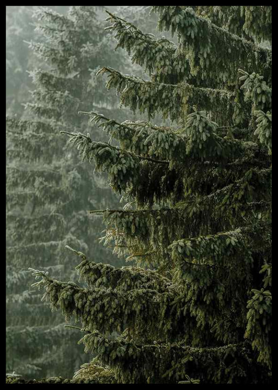 Photographic close-up of dense spruce branches in foggy forest-12