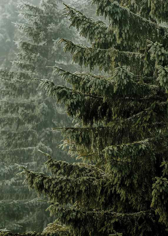 Photographic close-up of dense spruce branches in foggy forest-12
