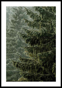 Photographic close-up of dense spruce branches in foggy forest-0