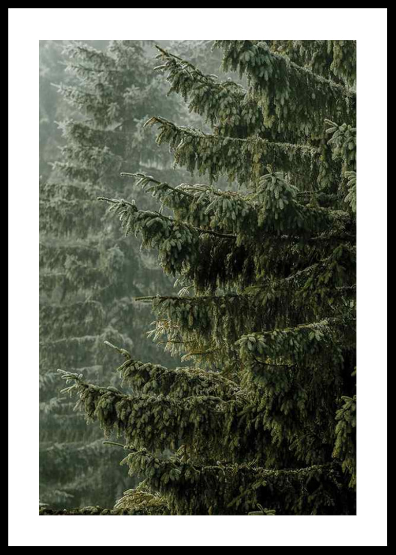 Photographic close-up of dense spruce branches in foggy forest-12