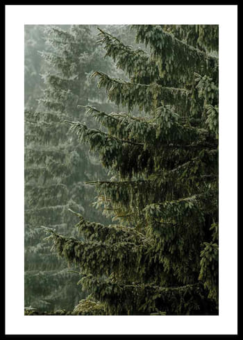 Poster Spruce Trees