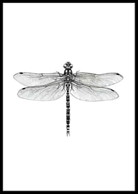Hand-drawn dragonfly in black and white by Sanna Wieslander-0