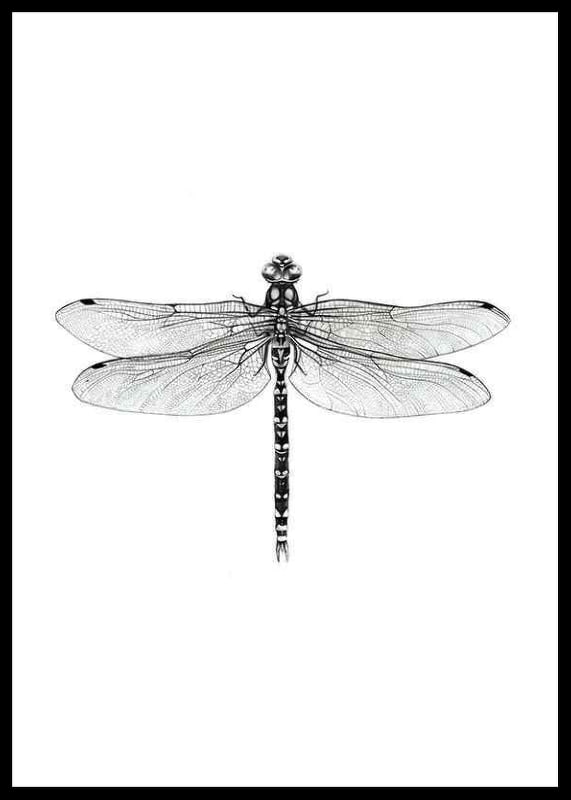 Hand-drawn dragonfly in black and white by Sanna Wieslander-12