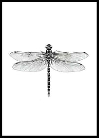 Sanna Wieslander Dragonfly-0