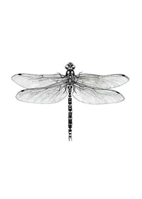 Hand-drawn dragonfly in black and white by Sanna Wieslander-1