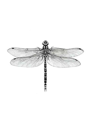 Plakatas Sanna Wieslander Dragonfly
