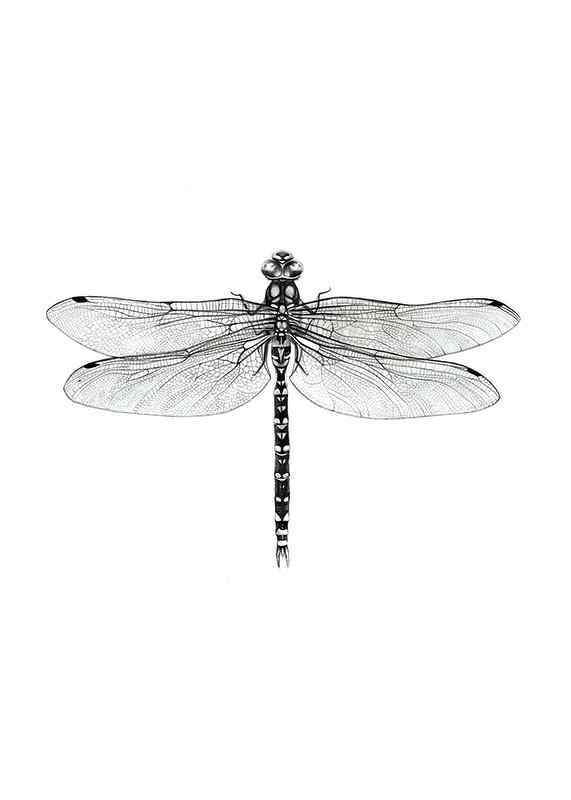 Hand-drawn dragonfly in black and white by Sanna Wieslander-12